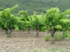 weindepot_cabrieres_2011_05