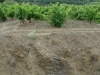 weindepot_cabrieres_2011_06